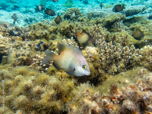 Beautiful inhabitants of the underwater world in the coral reef of the Red Sea