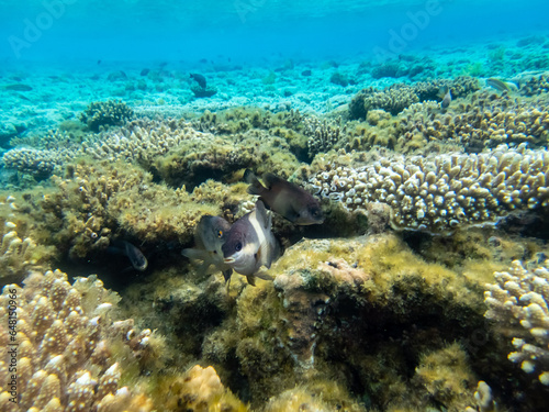 Beautiful inhabitants of the underwater world in the coral reef of the Red Sea