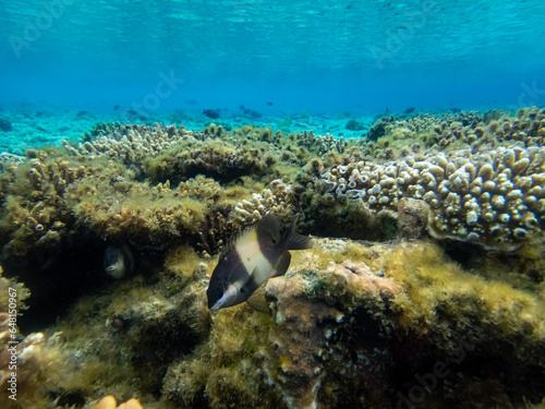 Beautiful inhabitants of the underwater world in the coral reef of the Red Sea