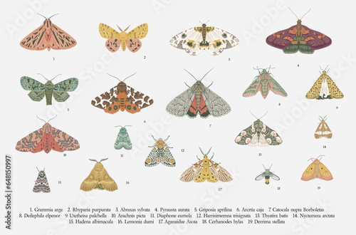 Butterflies and moths. Set of elements for design. Vector vintage classic illustration. Colorful