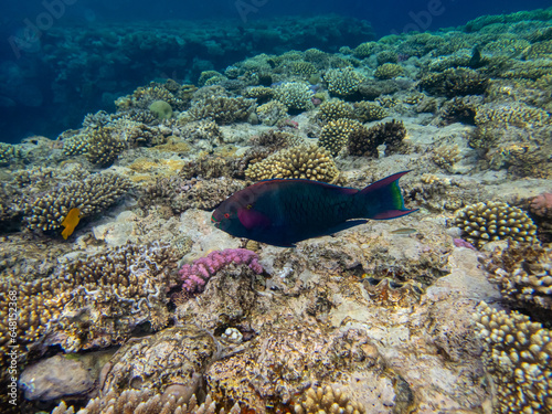 Beautiful inhabitants of the underwater world in the coral reef of the Red Sea