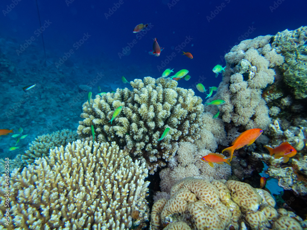 Fototapeta premium Beautiful inhabitants of the underwater world in the coral reef of the Red Sea