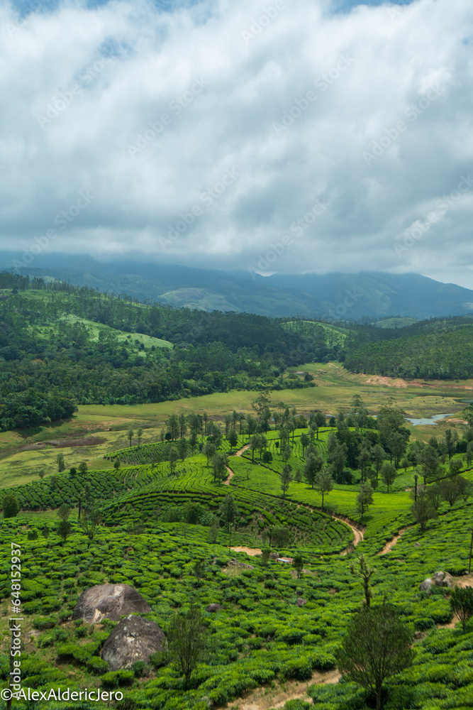 tea plantation, munnar, kerala, india.