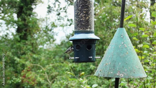 Coal tits feeding on sunflower seeds at a bird feeder in Keilder Forest.