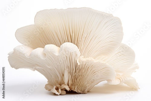 Oyster mushrooms are isolated on a white background.