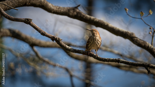 Brown thrasher bird on a branch