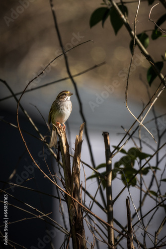 Brown Thrasher bird on a branch
