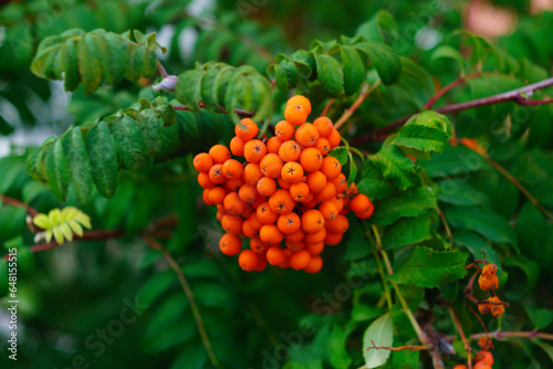 Rowan berry growing in clusters on the branches of a rowan tree. Selective focus