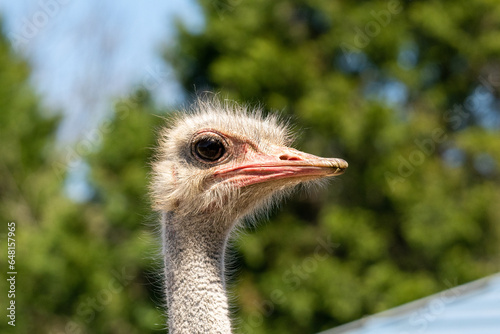 portrait of an ostrich
