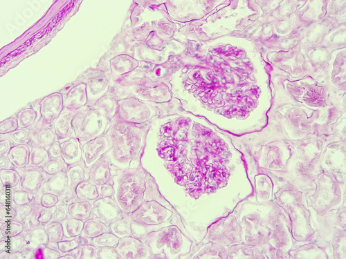picture of histology human tissue with microscope from laboratory (not Illustration Designation)