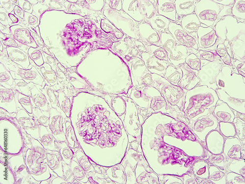 picture of histology human tissue with microscope from laboratory (not Illustration Designation)
