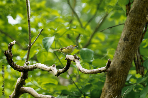 White Eyed Vireo