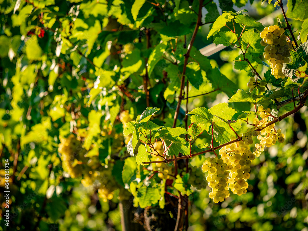Reife Weintrauben am Weinstock im Spätsommer Reife Weintrauben am Weinstock im Spätsommer