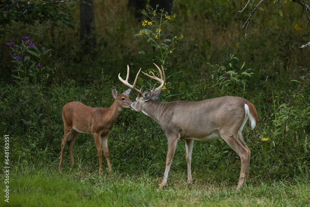 Buck Sniffing Noses with a Fawn Buck Sniffing Noses with a Fawn