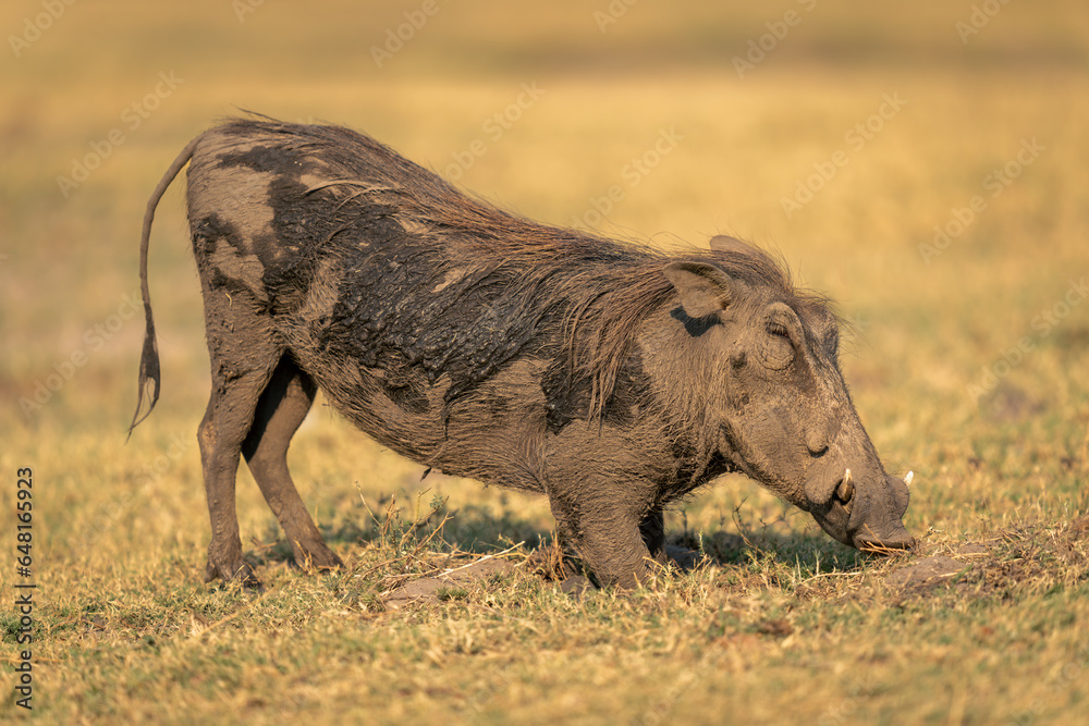 Male common warthog grazes elbows on ground Male common warthog grazes elbows on ground