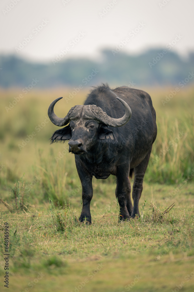Male Cape buffalo stands on grassy plain Male Cape buffalo stands on grassy plain