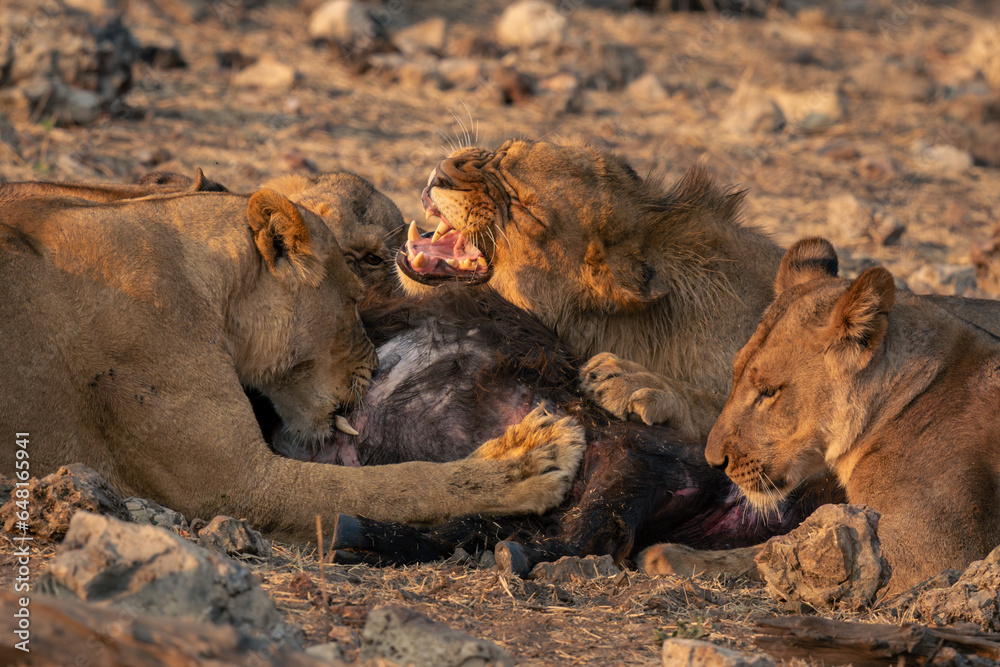 Naklejka premium Male and female lions lying eating buffalo
