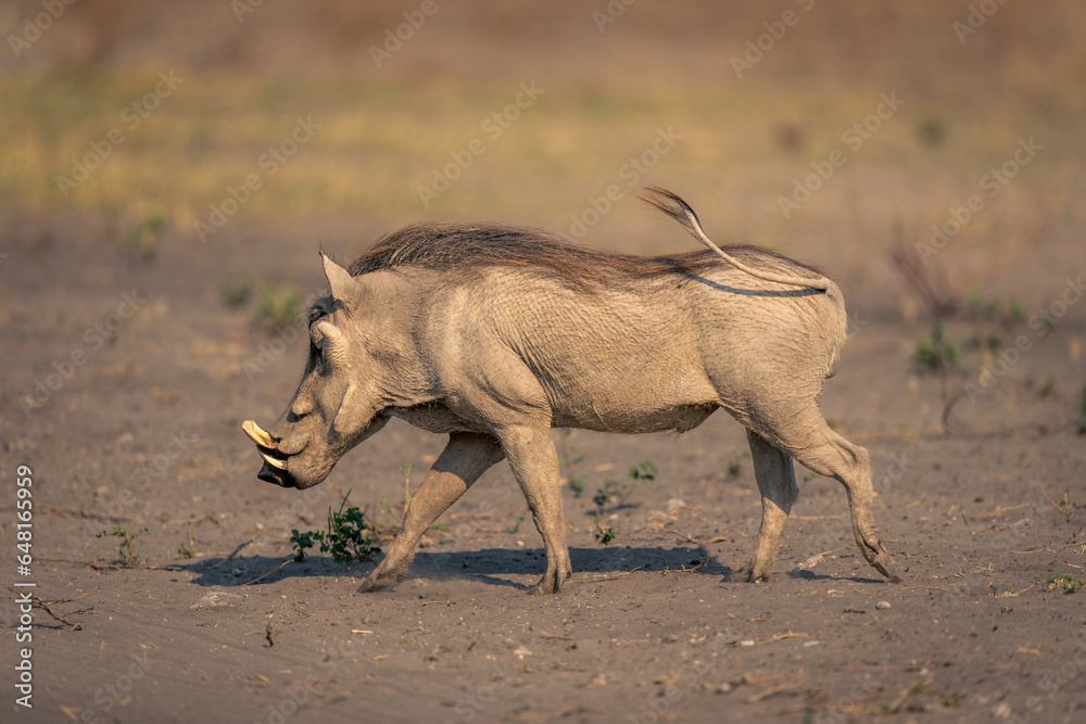 Male common warthog trots over sandy ground Male common warthog trots over sandy ground