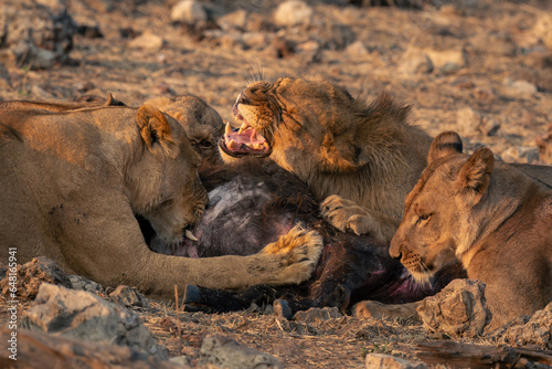 Male and female lions lying eating buffalo