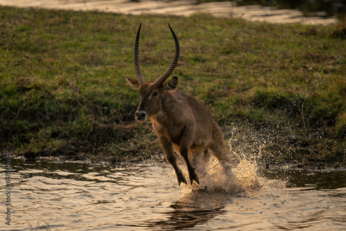 Male common waterbuck jumps out of river