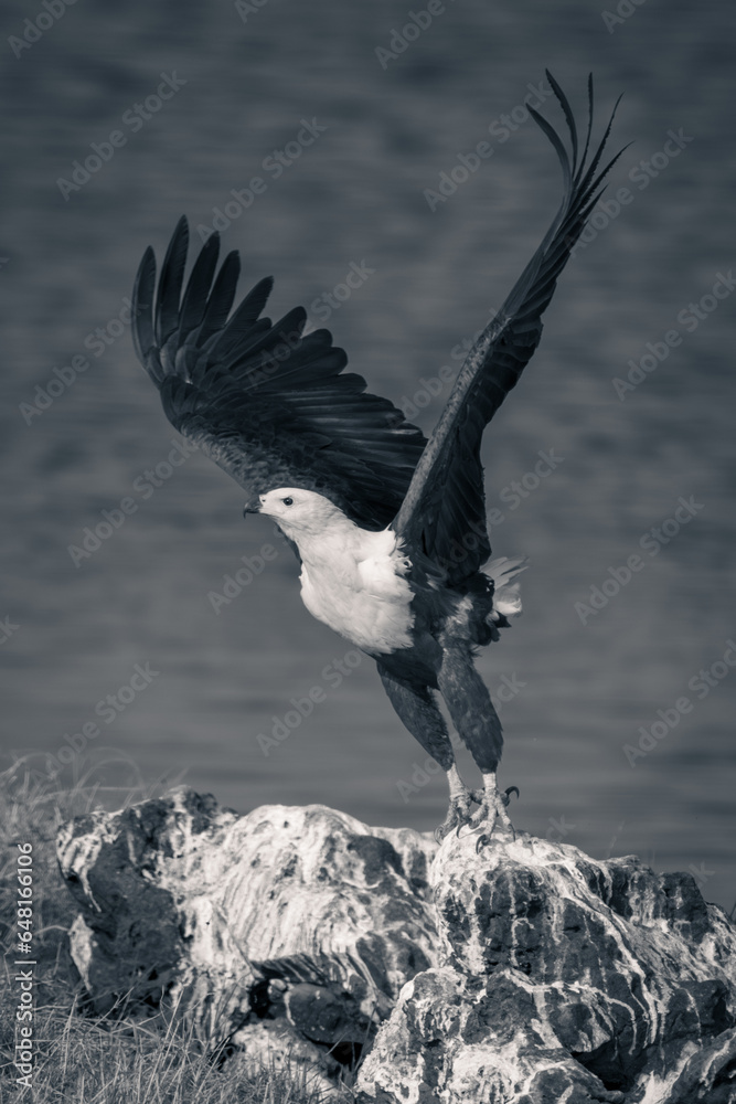 Mono fish eagle takes off from rock Mono fish eagle takes off from rock