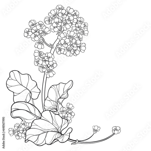 Corner bunch of outline Bergenia flower, buds and leaves in black isolated on white background.