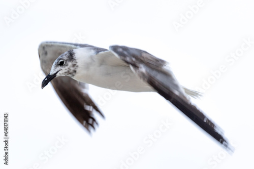 Flying seagull high key