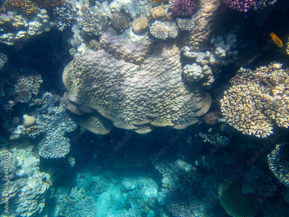 Fototapeta premium Fabulously beautiful underwater life of a coral reef in the Red Sea