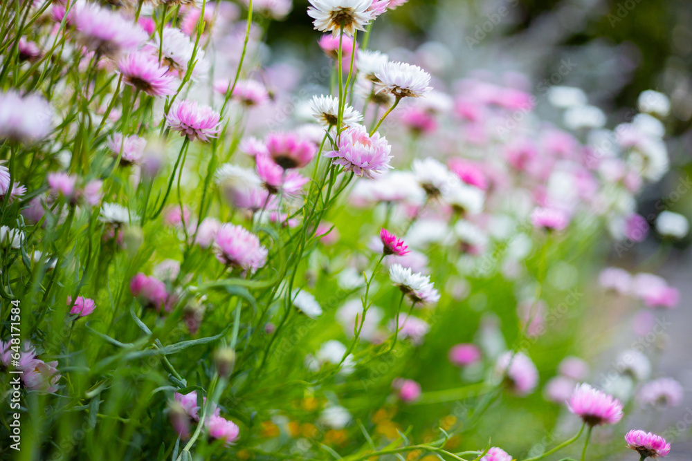 Multicolored cosmos flowers in meadow in spring summer nature . Multicolored cosmos flowers in meadow in spring summer nature .