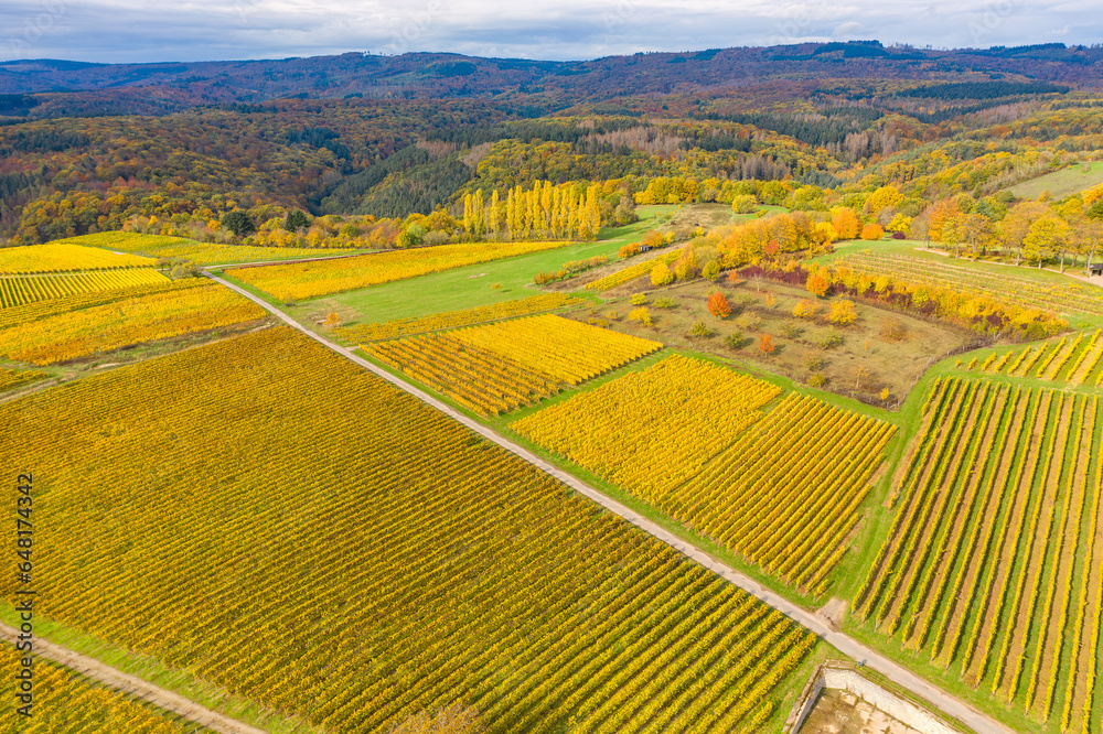 Bird's eye view of the golden vineyards of the Rheingau near Eltville/Germany