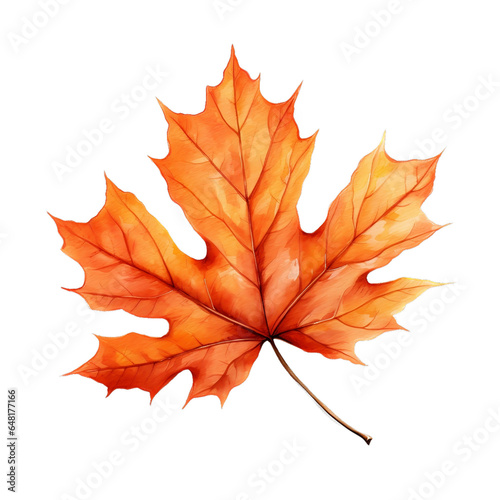 Autumn maple leaf 