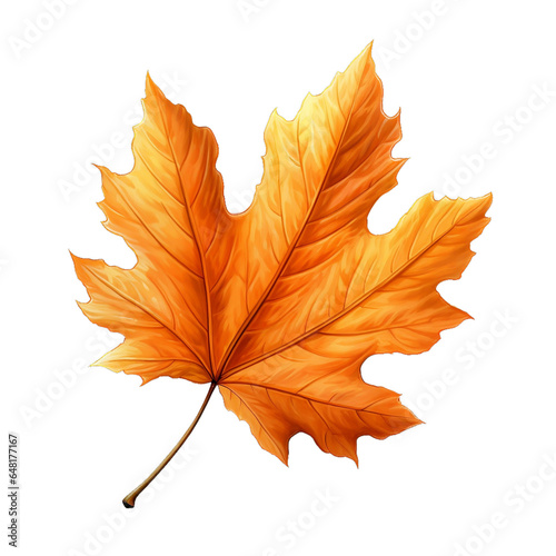 Autumn maple leaf 