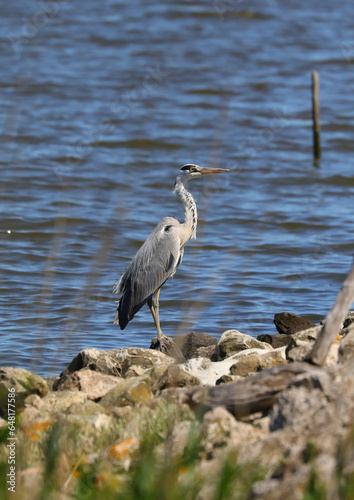 Great blue heron with beak on the swamp bank near the river mouth