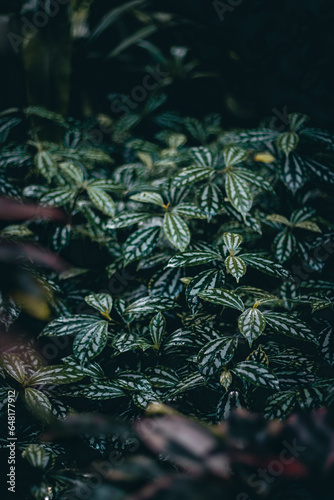 Pilea cadierei photo