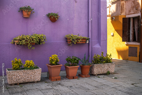 Purple facade of the house with green flowers. Colorful architecture in Burano © Irina Satserdova