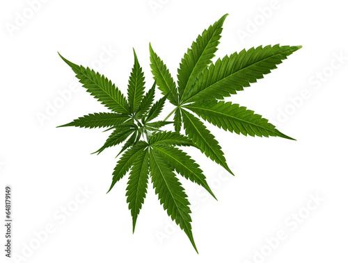Hemp leaf cut out on transparent background. Marijuana  cannabis leaf for design.
