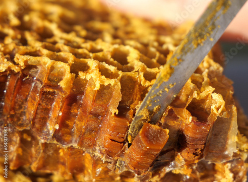 Preserved flower pollen. 
The bees placed the pollen in the honeycombs with honey. This is done for long-term storage. For clarity, a longitudinal section of a honeycomb with pollen was made.
 photo