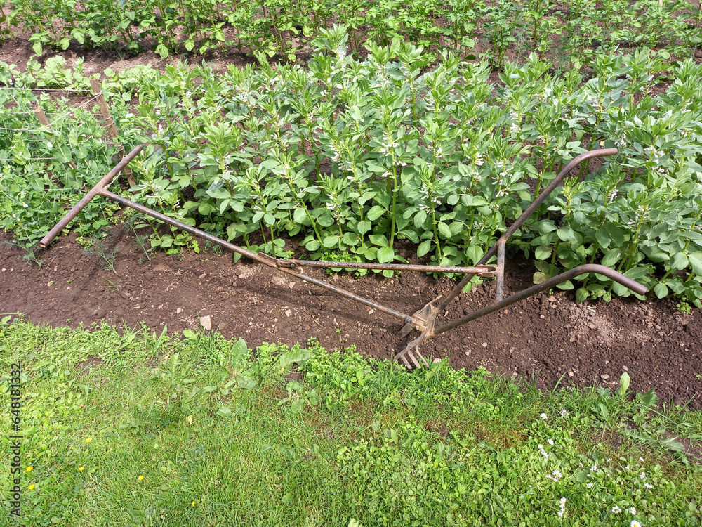 Field with potato plants and plough plow Field with potato plants and plough plow