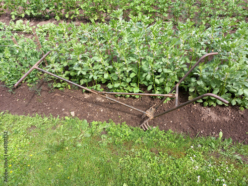 Field with potato plants and plough plow