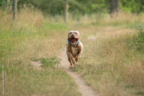 Fototapeta Naklejka Na Ścianę i Meble -  Shooting photo d'un chien de race american bully xl dans la nature