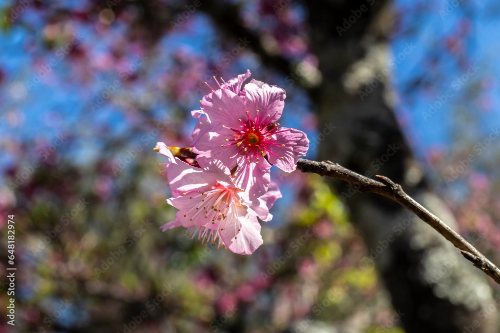 Obraz premium A cherry blossom, also known as the Japanese cherry or sakura, is a flower of many trees in full bloom inside an oriental garden, during winter in Brazil, with selective focus