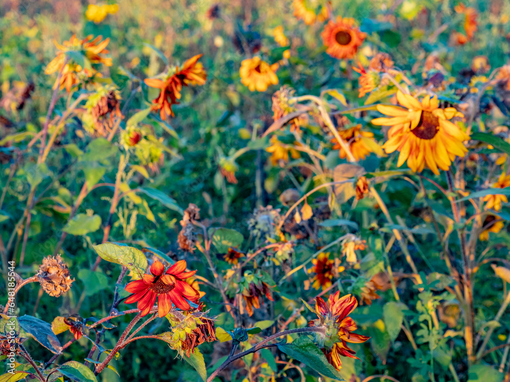 Sonnenblumenfeld am Abend im Spätsommer Sonnenblumenfeld am Abend im Spätsommer