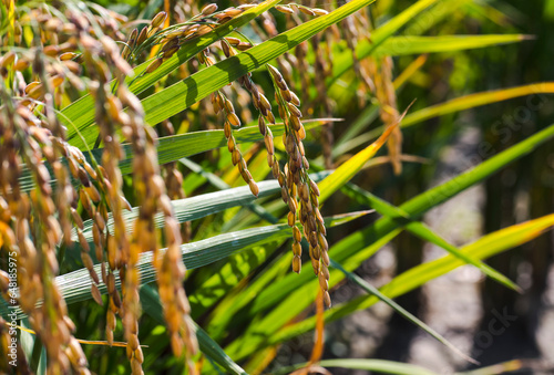 Ripe rice on the field. Rice cultivation