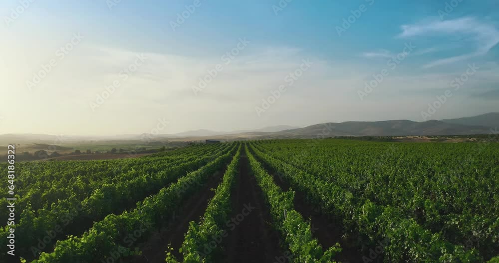 Winery aerial view, drone fly above wine field revealing scenic rural organic farm for wine production Winery aerial view, drone fly above wine field revealing scenic rural organic farm for wine production