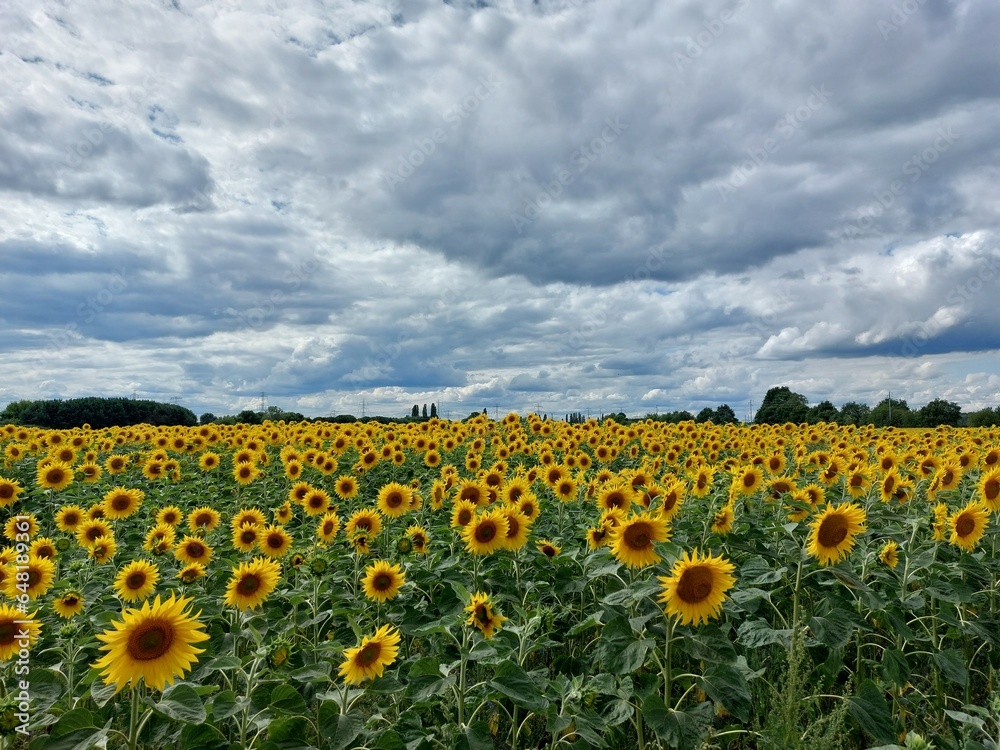 Fototapeta premium Sonnenblumenfeld