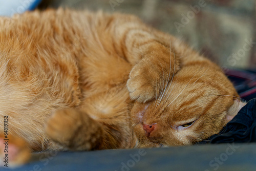 Fototapeta Naklejka Na Ścianę i Meble -  Happy ginger cat sleeps in bed.