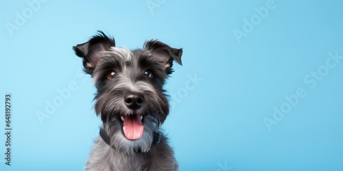 Portrait of a happy grey terrier dog on a light blue background with space for text