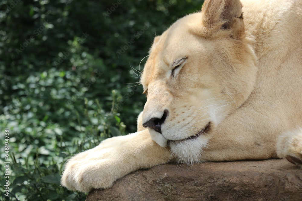 Naklejka premium 【山口県】秋吉台自然動物公園サファリランド