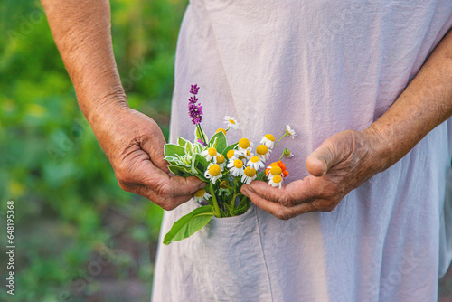 An old woman holds medicinal herbs and flowers in her hands. Selective focus.