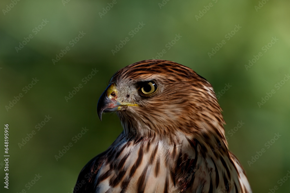 Head portrait of regal Coopers Hawk in Arizona with intense yellow raptor eye and blood marked beak and chest against green bokeh background of vertical image Head portrait of regal Coopers Hawk in Arizona with intense yellow raptor eye and blood marked beak and chest against green bokeh background of vertical image